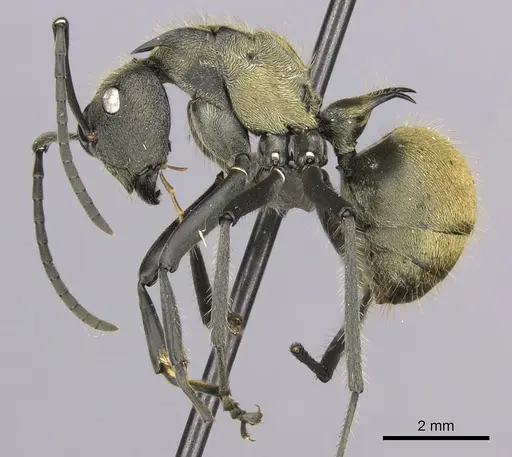 Polyrhachis militaris specimen CASENT0235673 image casent0235673_3
