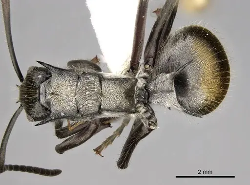 Polyrhachis militaris specimen CASENT0281452 image casent0281452_1