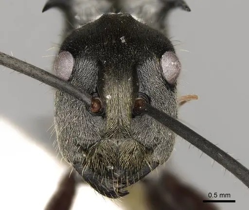 Polyrhachis militaris specimen CASENT0281452 image casent0281452_2