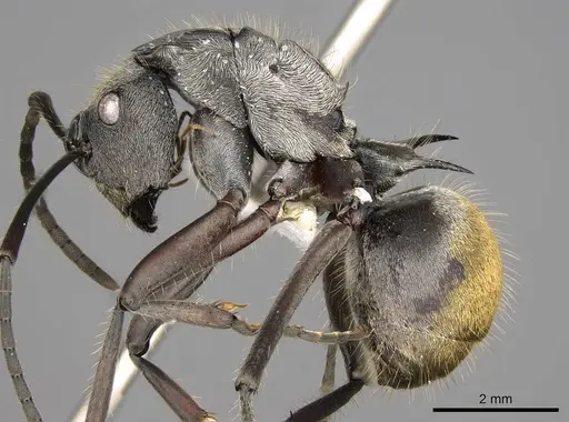 Polyrhachis militaris specimen CASENT0281452 image casent0281452_3