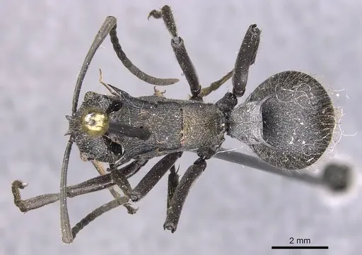 Polyrhachis militaris specimen CASENT0905628 image casent0905628_1