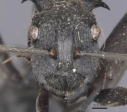 Polyrhachis militaris specimen CASENT0905628 image casent0905628_2
