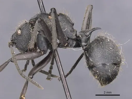 Polyrhachis militaris specimen CASENT0905628 image casent0905628_3