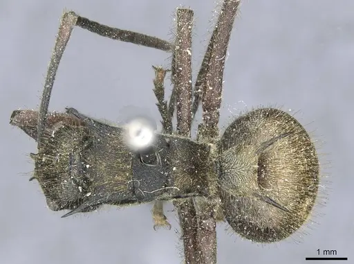 Polyrhachis militaris specimen CASENT0910906 image casent0910906_1