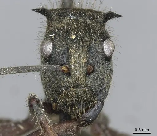 Polyrhachis militaris specimen CASENT0910906 image casent0910906_2