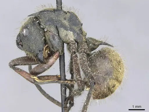 Polyrhachis militaris specimen CASENT0910906 image casent0910906_3