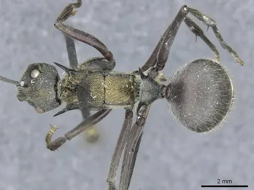 Polyrhachis militaris specimen CASENT0910907 image casent0910907_1