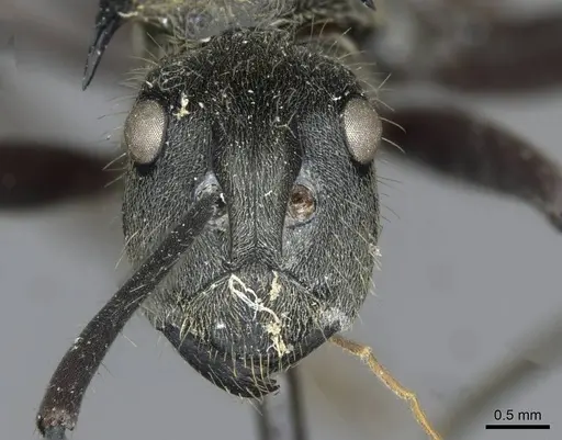 Polyrhachis militaris specimen CASENT0910907 image casent0910907_2