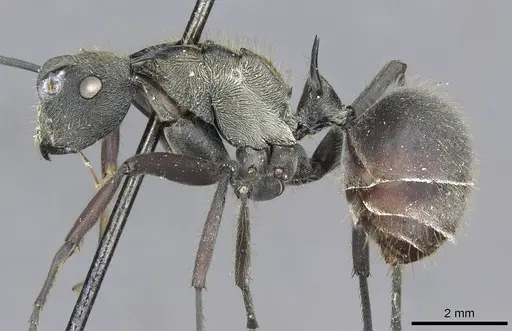 Polyrhachis militaris specimen CASENT0910907 image casent0910907_4