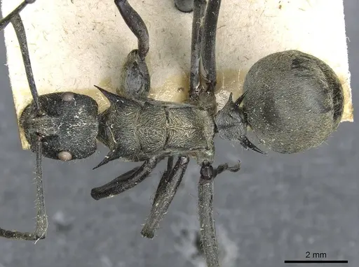 Polyrhachis militaris specimen CASENT0910909 image casent0910909_1
