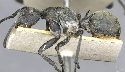 Polyrhachis militaris specimen CASENT0910909 image casent0910909_3