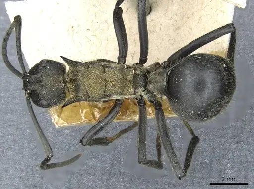 Polyrhachis militaris specimen CASENT0910910 image casent0910910_1