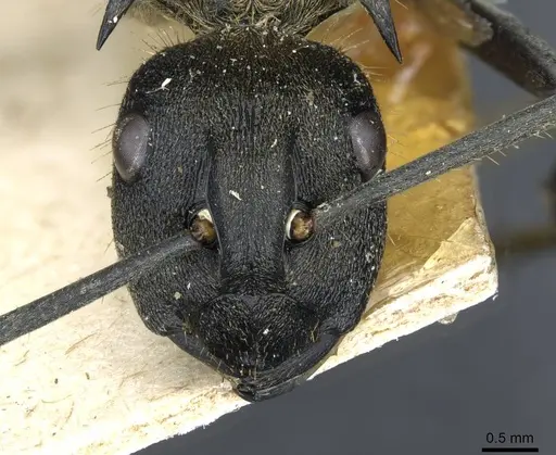 Polyrhachis militaris specimen CASENT0910910 image casent0910910_2
