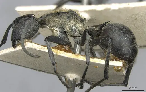 Polyrhachis militaris specimen CASENT0910910 image casent0910910_3