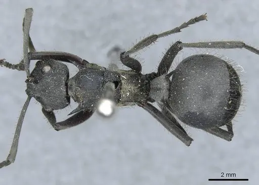 Polyrhachis militaris specimen CASENT0910918 image casent0910918_1