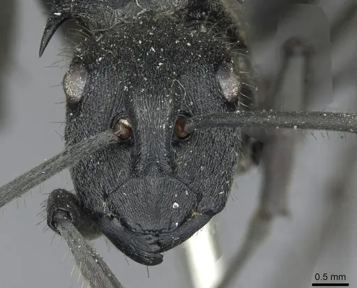 Polyrhachis militaris specimen CASENT0910918 image casent0910918_2