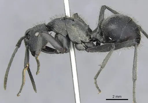 Polyrhachis militaris specimen CASENT0910918 image casent0910918_3
