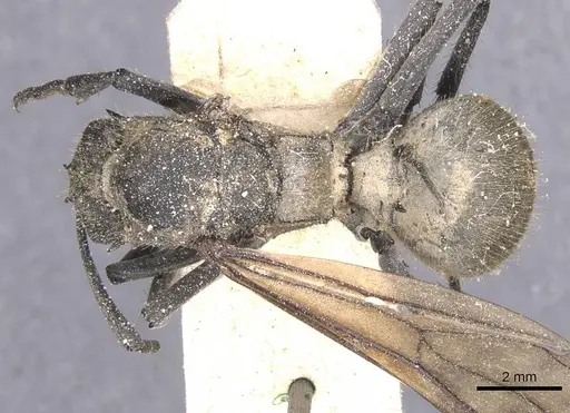 Polyrhachis militaris specimen CASENT0912127 image casent0912127_1