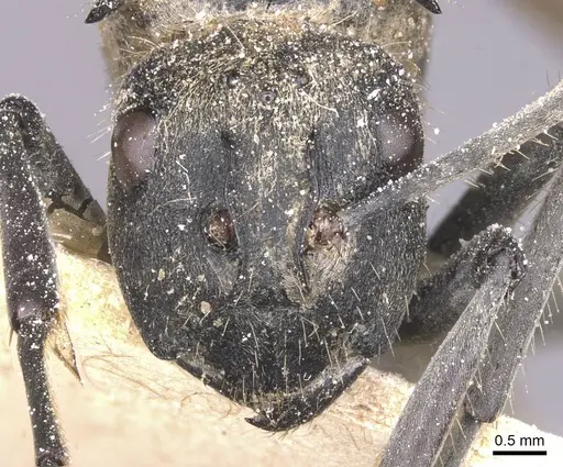Polyrhachis militaris specimen CASENT0912127 image casent0912127_2