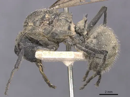 Polyrhachis militaris specimen CASENT0912127 image casent0912127_3