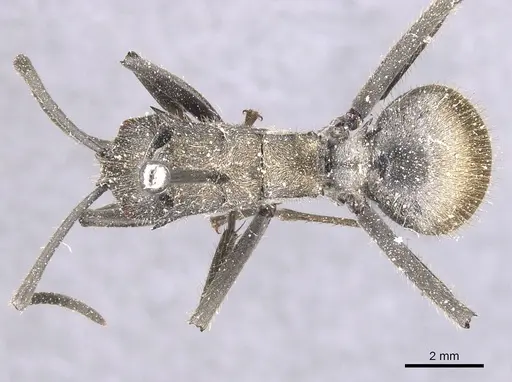 Polyrhachis militaris specimen CASENT0912128 image casent0912128_1