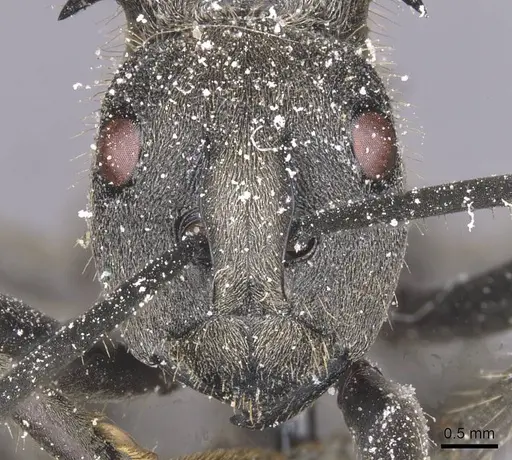 Polyrhachis militaris specimen CASENT0912128 image casent0912128_2