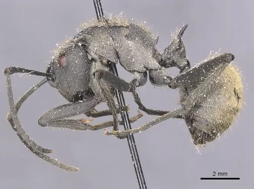 Polyrhachis militaris specimen CASENT0912128 image casent0912128_3