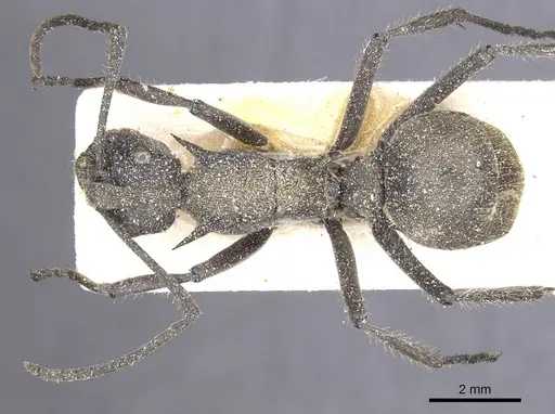Polyrhachis militaris specimen CASENT0912129 image casent0912129_1