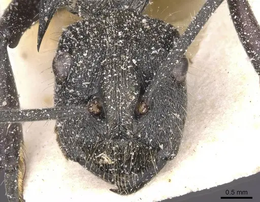Polyrhachis militaris specimen CASENT0912129 image casent0912129_2