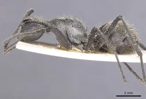 Polyrhachis militaris specimen CASENT0912129 image casent0912129_3