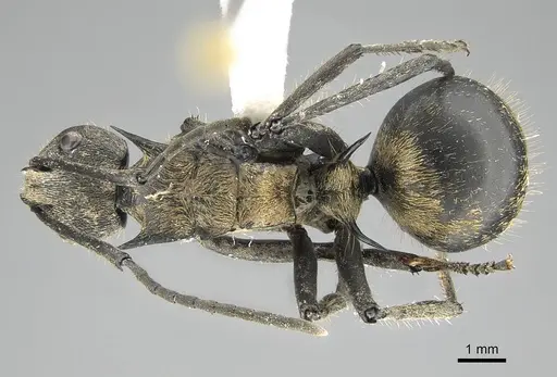 Polyrhachis militaris specimen CASENT0919913 image casent0919913_1