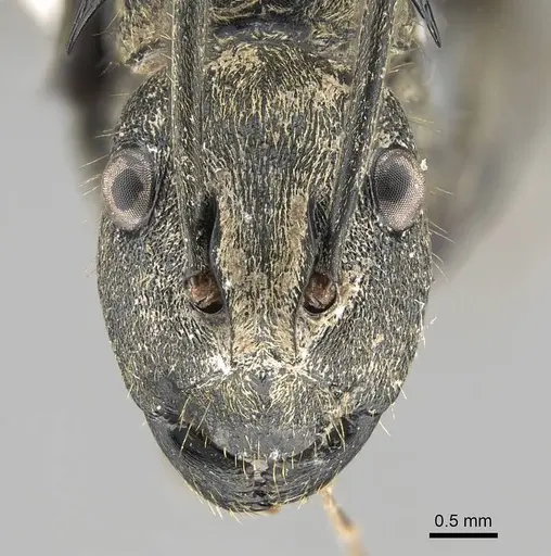 Polyrhachis militaris specimen CASENT0919913 image casent0919913_2
