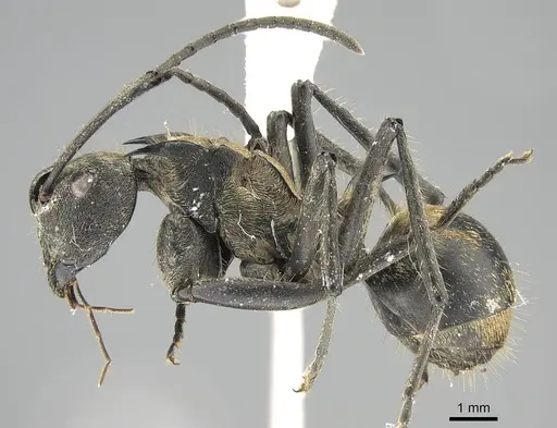 Polyrhachis militaris specimen CASENT0919913 image casent0919913_3