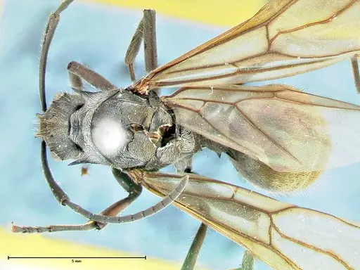 Polyrhachis militaris specimen FOCOL2569 image focol2569_1