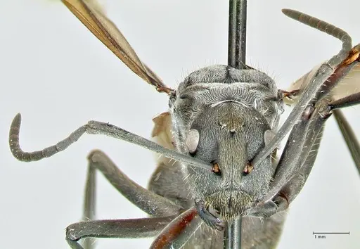 Polyrhachis militaris specimen FOCOL2569 image focol2569_2