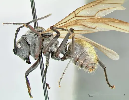 Polyrhachis militaris specimen FOCOL2569 image focol2569_3