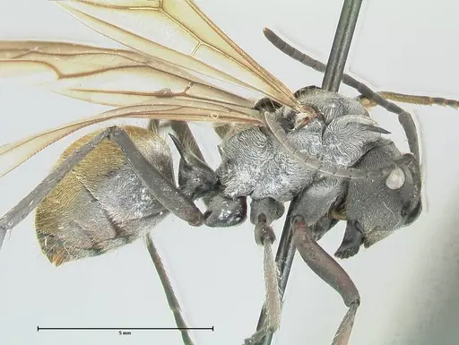 Polyrhachis militaris specimen FOCOL2569 image focol2569_4