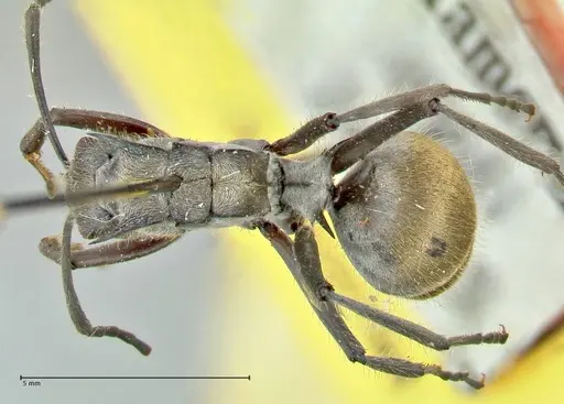 Polyrhachis militaris specimen FOCOL2570 image focol2570_1