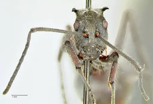 Polyrhachis militaris specimen FOCOL2570 image focol2570_2