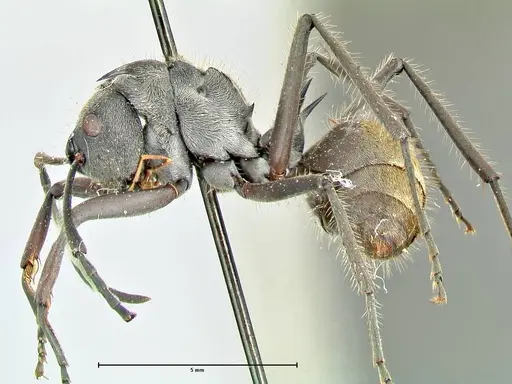 Polyrhachis militaris specimen FOCOL2570 image focol2570_3