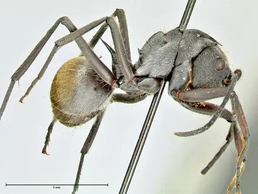 Polyrhachis militaris specimen FOCOL2570 image focol2570_4