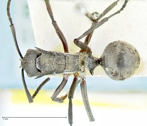 Polyrhachis militaris specimen FOCOL2571 image focol2571_1