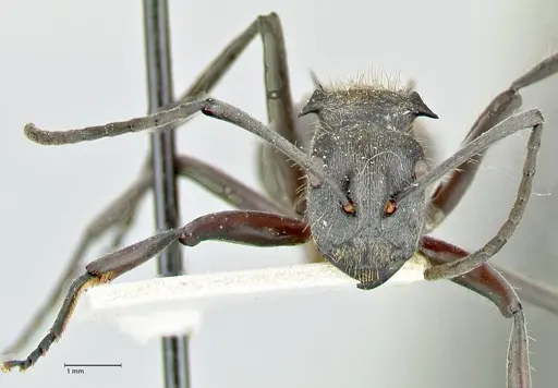 Polyrhachis militaris specimen FOCOL2571 image focol2571_2