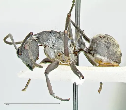 Polyrhachis militaris specimen FOCOL2571 image focol2571_3