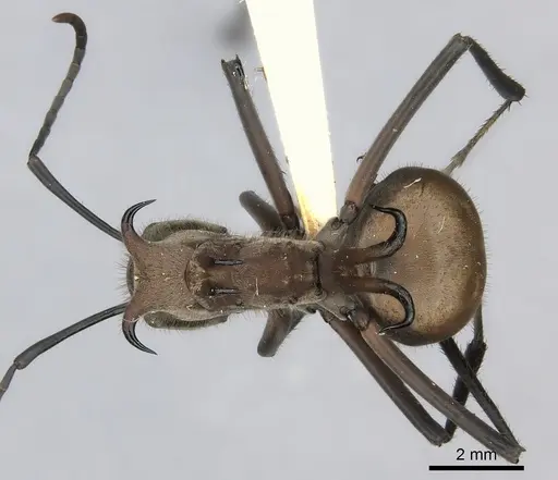 Polyrhachis mindanaensis specimen CASENT0217783 image casent0217783_1