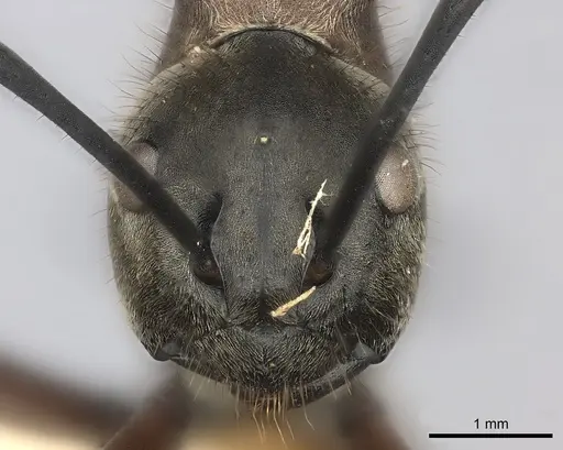 Polyrhachis mindanaensis specimen CASENT0217783 image casent0217783_2