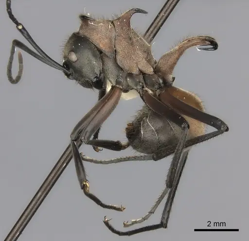 Polyrhachis mindanaensis specimen CASENT0217783 image casent0217783_3