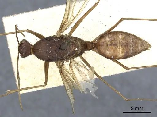Polyrhachis mindanaensis specimen CASENT0903294 image casent0903294_1
