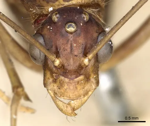 Polyrhachis mindanaensis specimen CASENT0903294 image casent0903294_2
