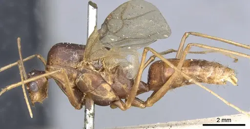 Polyrhachis mindanaensis specimen CASENT0903294 image casent0903294_3